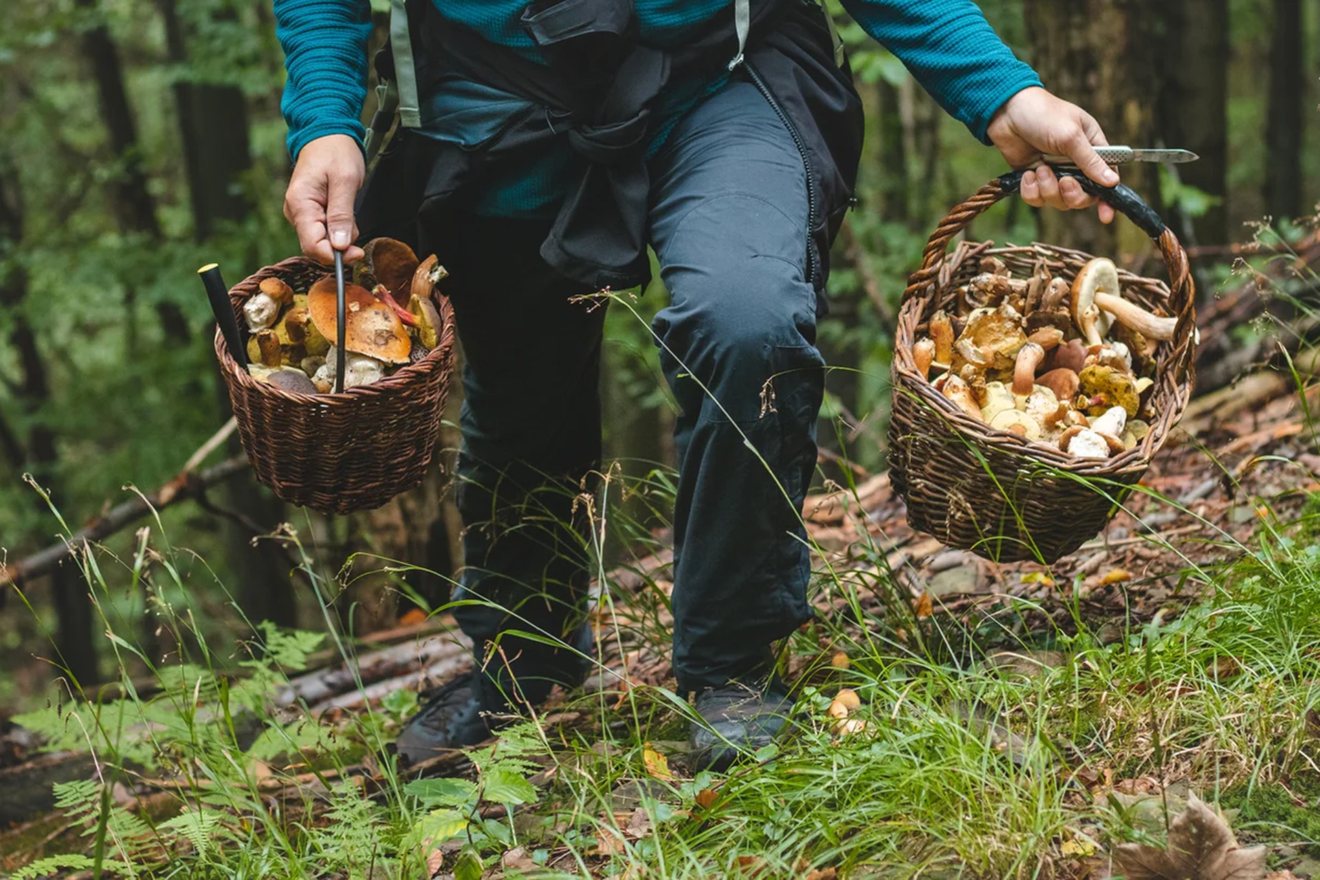 Saison des champignons dans le Ripollès